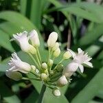 Tulbaghia simmleri