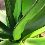 Agave salmiana Leaf