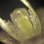 Myoxanthus sotoanus Otro