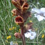 Orobanche variegata 花