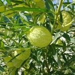 Gomphocarpus physocarpus Fruit