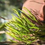 Psilotum nudum Leaf