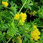 Medicago falcata Virág