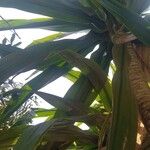 Dracaena arborea Hoja