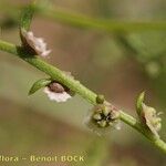 Dysphania atriplicifolia Прочее