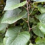 Vitis tiliifolia Leaf