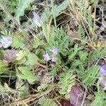 Astragalus pelecinus Habitus