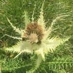 Cirsium spinosissimum Fruit