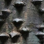 Zanthoxylum heitzii Φλοιός