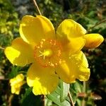 Hypericum × hidcoteense ফুল