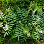 Galega officinalis Blatt