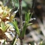 Minuartia laricifolia Leaf