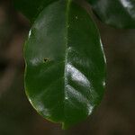 Coffea mauritiana Leaf