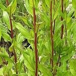 Oenothera tetragona Rinde