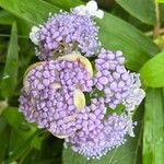 Hydrangea involucrata Blüte