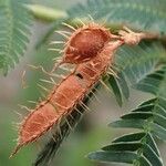 Mimosa polycarpa Fruit