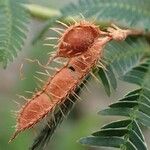 Mimosa polycarpa Frucht