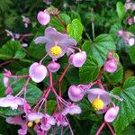 Begonia formosana Habit