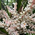 Helmholtzia glaberrima 花