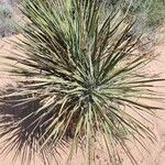 Yucca angustissima Leaf