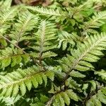 Athyrium niponicum Hábito