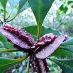 Pittosporum aliferum Blomma