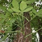 Syngonium macrophyllum Altul/Alta