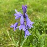 Hyacinthoides hispanica Flower