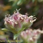 Saponaria lutea Φρούτο