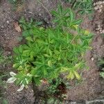 Eleutherococcus sieboldianus Hoja