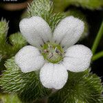 Nemophila parviflora 花