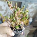 Sedum moranense Leaf