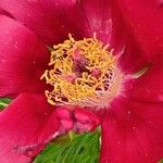 Paeonia tenuifolia Flor