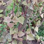Lablab purpureus 葉