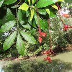 Quassia amara Fruto