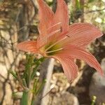 Hippeastrum puniceumÕis