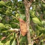Dalbergia melanoxylon Плод