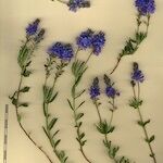 Veronica satureiifolia अन्य