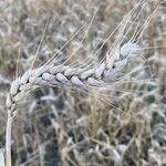 Triticum aestivum Плод