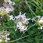 Saponaria officinalis 花