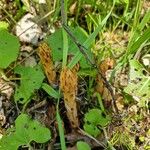 Orobanche flava Flower