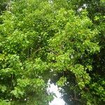 Cordia subcordata Habit