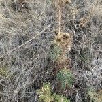 Ptilostemon hispanicus Flower