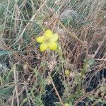 Verbascum sinuatumFlower