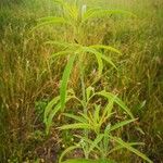 Coreopsis tripteris Folla