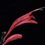 Anisacanthus secundus Λουλούδι