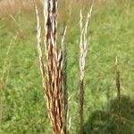 Helictochloa pratensis List