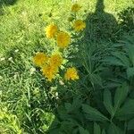 Rudbeckia laciniata Květ