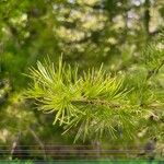 Larix occidentalis Leaf