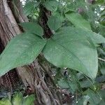 Syngonium auritum Leaf